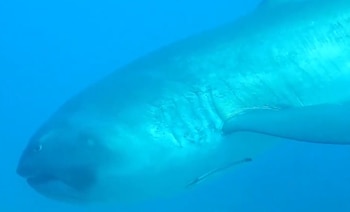 La gran boca del tiburón