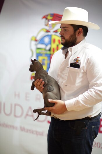 EL ejemplar de gato egipcio