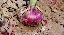 Color intenso y sabor suave: lanzan una nueva cebolla roja para el mercado fresco
