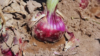 Color intenso y sabor suave: lanzan una nueva cebolla roja para el mercado fresco