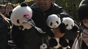 Los dos últimos pandas de