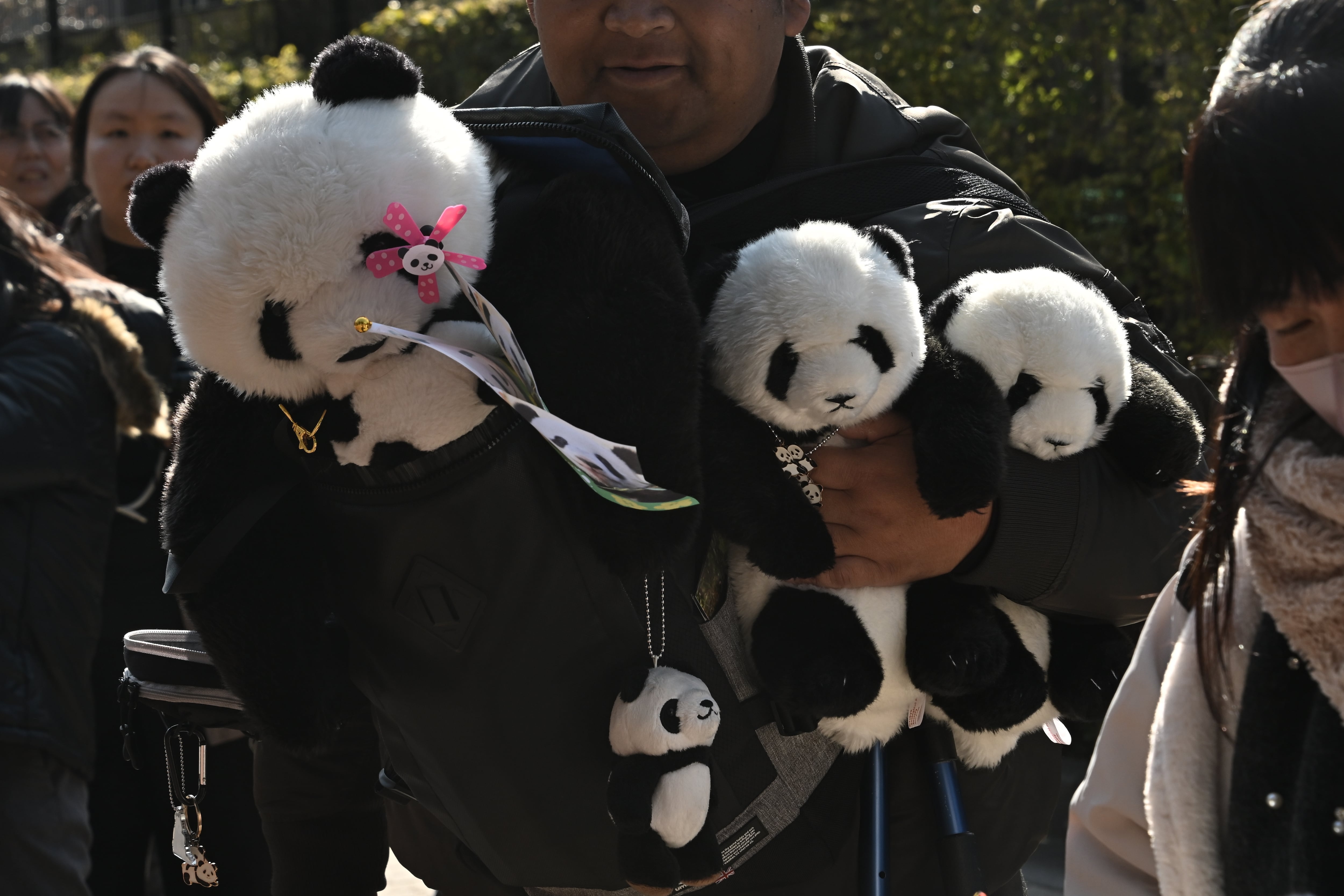 Los dos últimos pandas de Japón abandonan el país rumbo a China