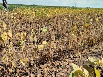 Lotes de Iowa afectados por