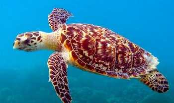 Una especie emblemática de los