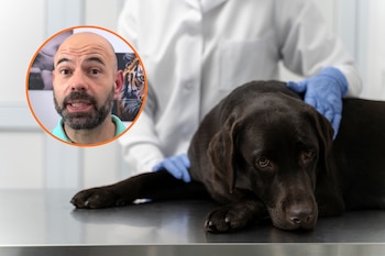 un perro en la camilla de un veterinario