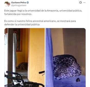 hallazgo de jaguar en la UNAL