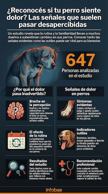 Infografía con un perro negro triste y puntos anaranjados de dolor; describe síntomas evidentes y sutiles, y resultados de un estudio sobre detección del dolor.