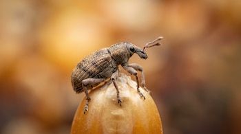 Fotografía macro de un gorgojo de color gris y marrón posado en la parte superior de un grano de cereal anaranjado con un fondo desenfocado.