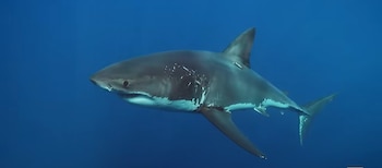 Un gran tiburón blanco nada en aguas azules, con un dispositivo de seguimiento adosado a su aleta dorsal
