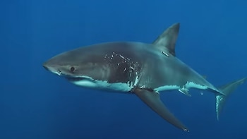 Por qué aumentan los ataques de tiburones en las costas de EE. UU. y qué recomiendan los expertos para reducir los riesgos