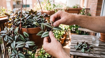 Unas manos sujetan el tallo de una planta colgante de hojas verdes y moradas sobre una mesa con brotes cortados.