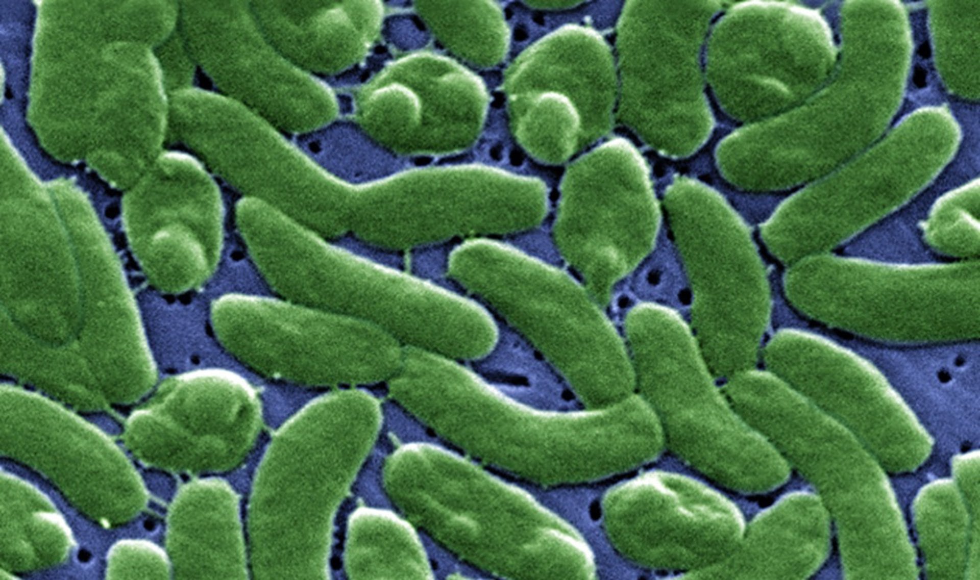 La bacteria “come carne” puede ingresar por heridas en contacto con agua contaminada o por el consumo de mariscos crudos, en particular ostras. (ISCIII/Europa Press)