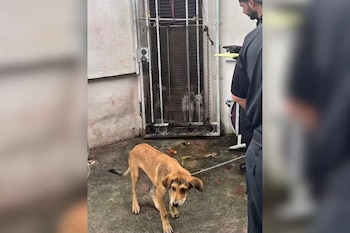 Un perro con correa permanece en un patio junto a un hombre uniformado, frente a una puerta enrejada con otros perros detrás