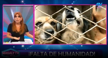 Magaly Medina pone contra las cuerdas a Sergio Baigorria por caso de perros y gatos: “Eso no es vida”. Captura: Magaly TV La Firme.