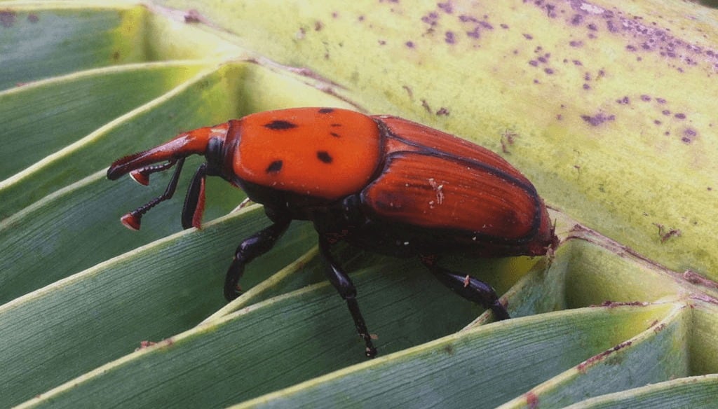 El SENASA había intensificado sus esfuerzos para prevenir la entrada del picudo rojo