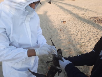 Los cadáveres fueron localizados en