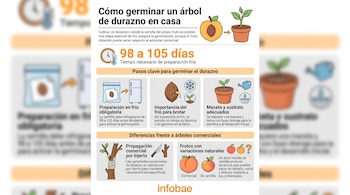 Infografía con pasos y gráficos sobre cómo germinar durazno en casa, mostrando semilla, refrigerador, brote en maceta, injerto y diferencias de frutos.