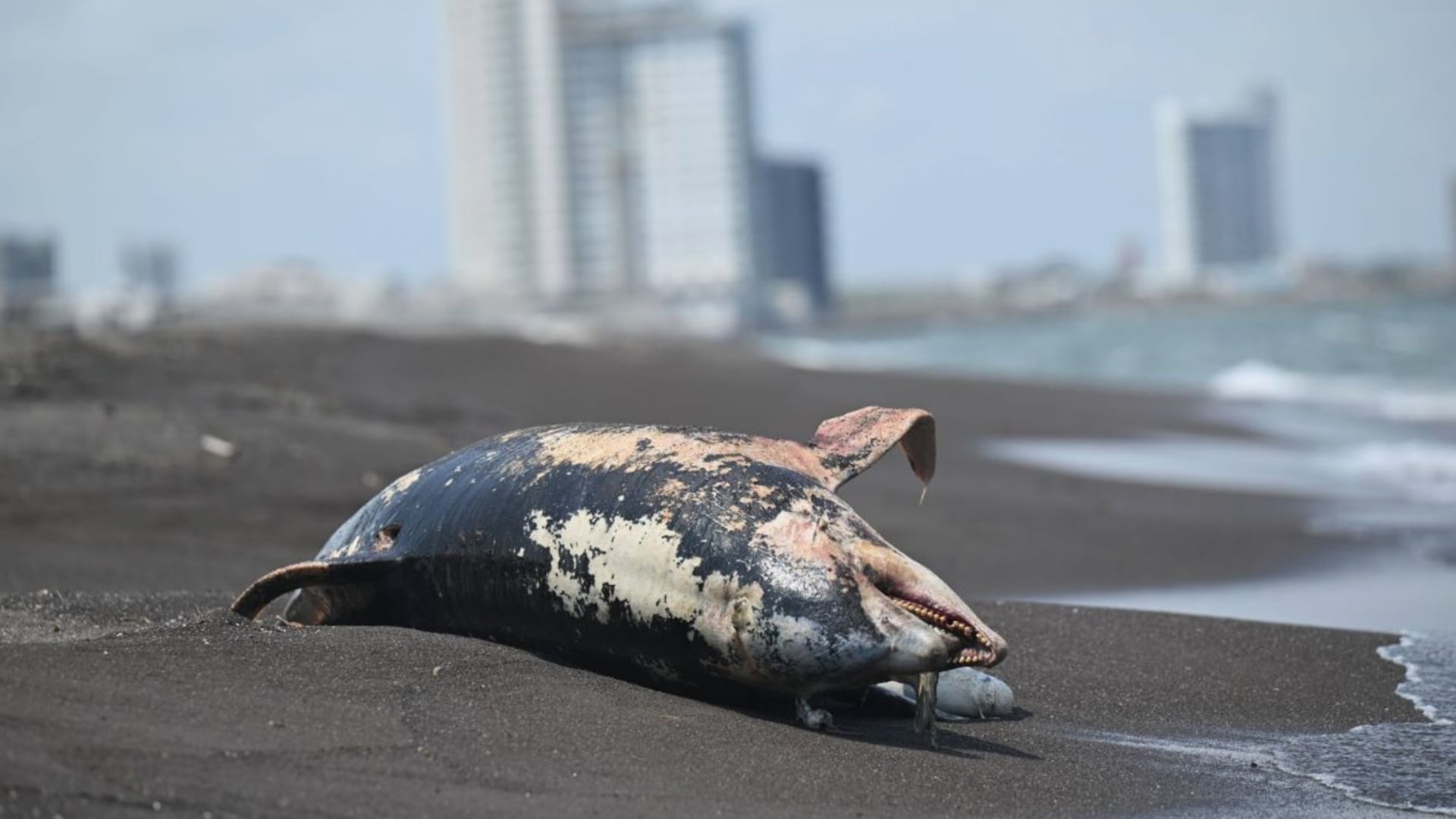 El derrame de hidrocarburos en el Golfo de México ha contaminado más de 600 kilómetros de costa en plena temporada alta de Semana Santa. (Cuartoscuro)