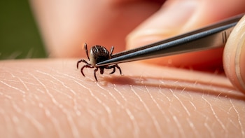 Las consultas en hospitales por picaduras de garrapatas se triplican y elevan el riesgo de enfermedades