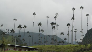 El drama de las turistas