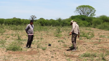Plantación árboles Gran Chaco