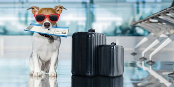 ¿Viajas con tu mascota?