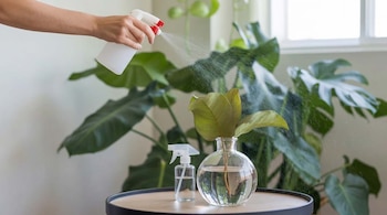 PLANTAS HABLAN DECO