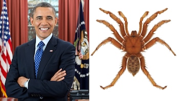 Barack Obama sonriendo, con los brazos cruzados, a la izquierda. A la derecha, una araña marrón y peluda sobre fondo blanco, vista desde arriba