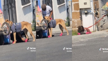 Los caninos estaban bastante quietos
