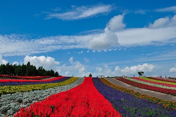 Vista amplia de un campo ondulado con franjas de flores de colores brillantes como rojo, púrpura, amarillo y blanco, bajo un cielo azul con nubes