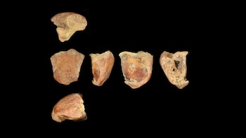 Hallaron restos de un neandertal de 75.000 años con una posible herida mortal causada por una lanza