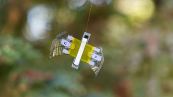 Un pequeño robot con alas transparentes curvadas y cuerpo amarillo suspendido de un cable delgado frente a follaje verde