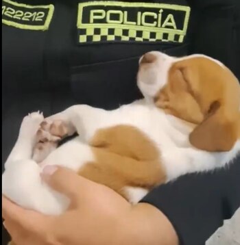 Con su ternura intacta, Tami