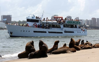 Grupo de lobos marinos de color marrón en la arena. Un barco blanco con muchos pasajeros a bordo y el nombre "ANAMORA" en verde navega en el agua