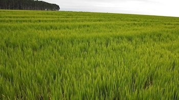 Las pérdidas en la producción