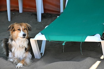 En Mar del Plata, cada