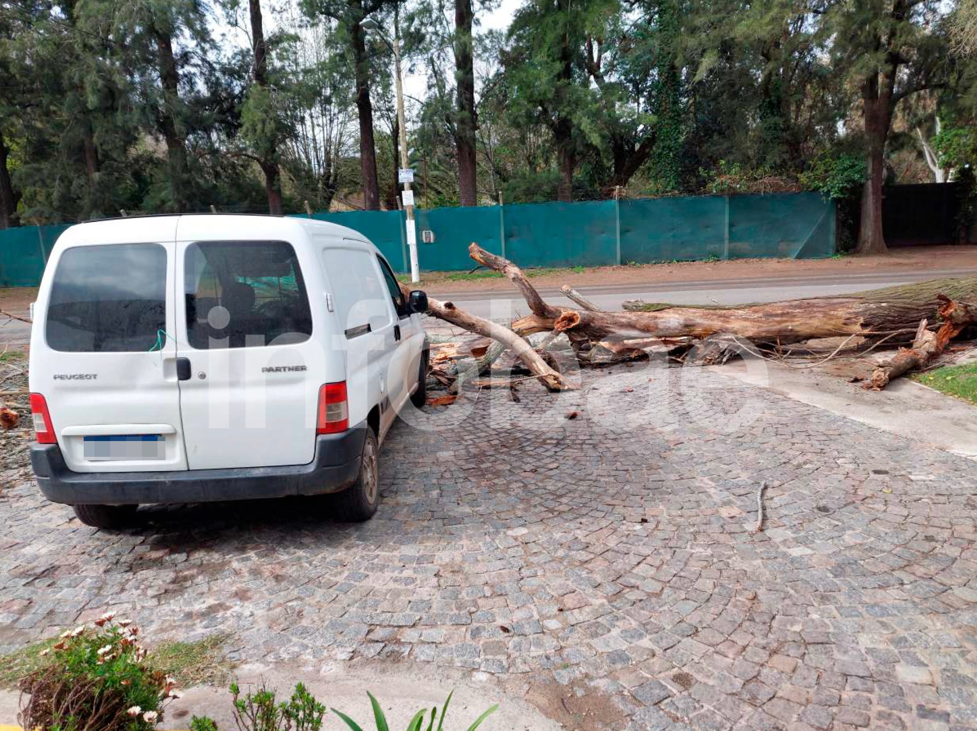 La prueba incorporada, con fotografías, denuncia ante la aseguradora, presupuesto e informes periciales, acreditó la caída del árbol y los daños en el automóvil. (Poder Judicial)