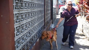 Las prótesis caninas abren un