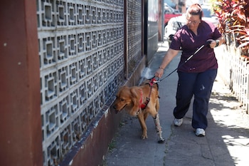 ACOMPAÑA CRÓNICA EL SALVADOR ANIMALES