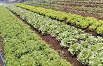 El Centro de Innovación Agropecuaria en Llano Grande impulsará la tecnología aplicada al campo. Cortesía: Captura video redes sociales Presidencia de la República