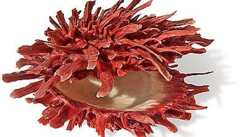 A chegada de Spondylus (mullu)