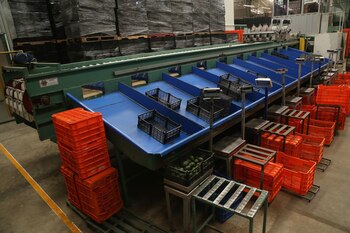 El protagonismo del aguacate en