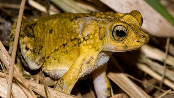 El sapo concho se alimenta