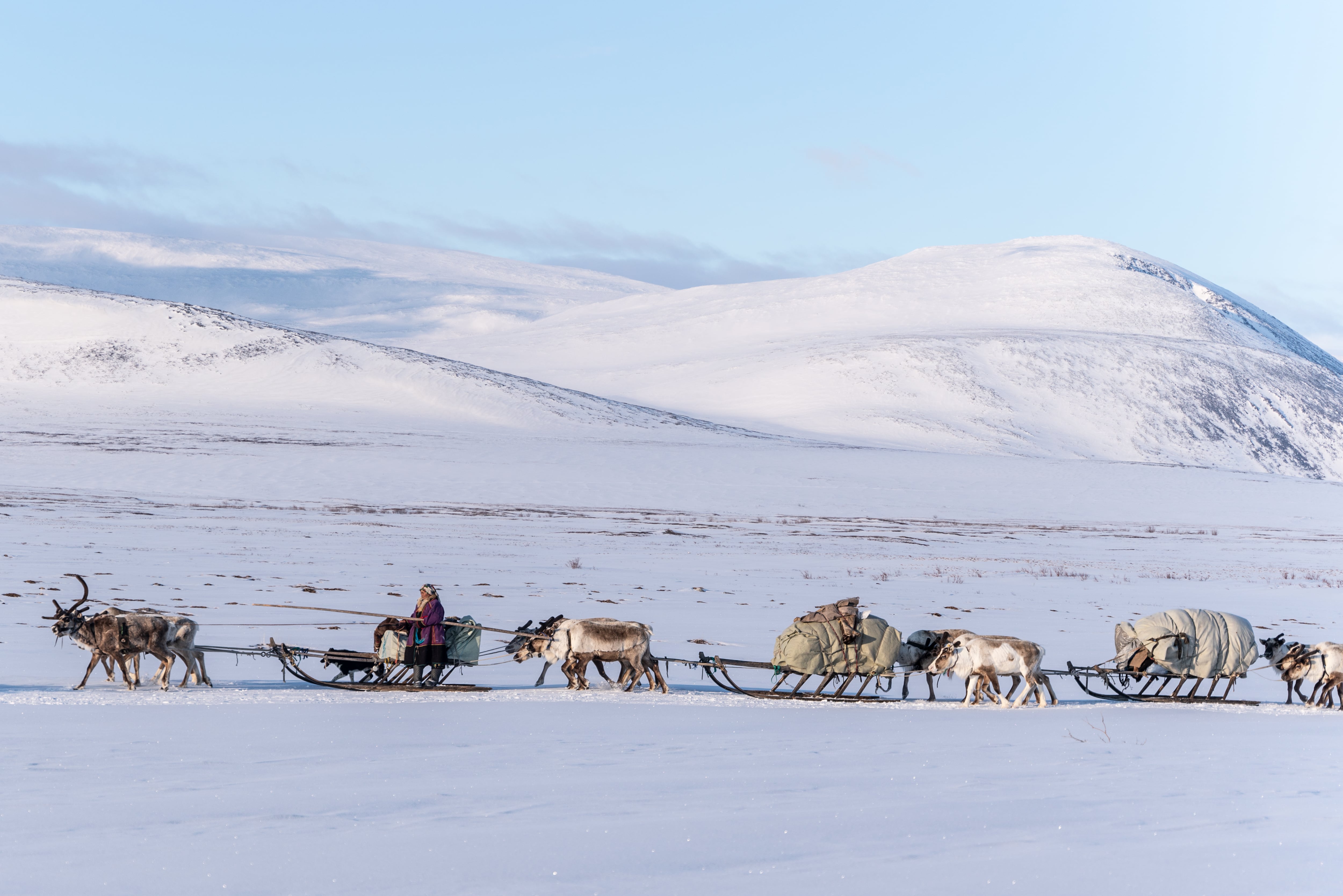La migración de los nenets en Siberia (@sofimprado).