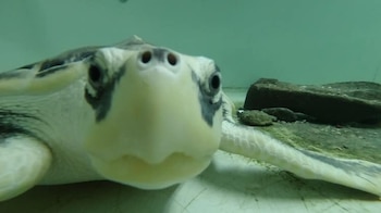 La tortuga marina pasó varios