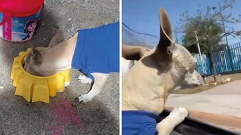 Perdió a su perro y