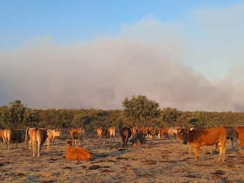 Algunas vacas en plena Sierra Norte de Guadalajara de los vecinos de Arroyo de la Fragua (Cedida)