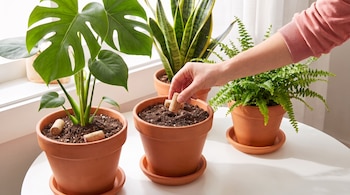 Una mano coloca un corcho en la tierra de una maceta de barro junto a plantas de interior y otros corchos sobre una mesa blanca.