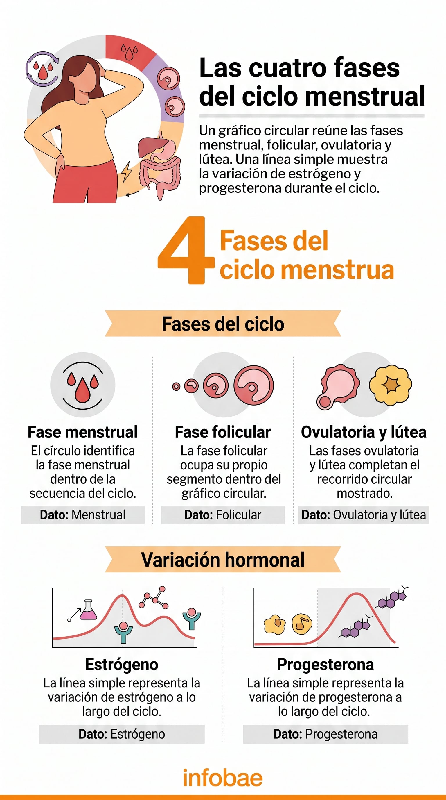El ciclo menstrual se divide en cuatro fases principales: menstrual, folicular, ovulatoria y lútea (Imagen Ilustrativa Infobae)