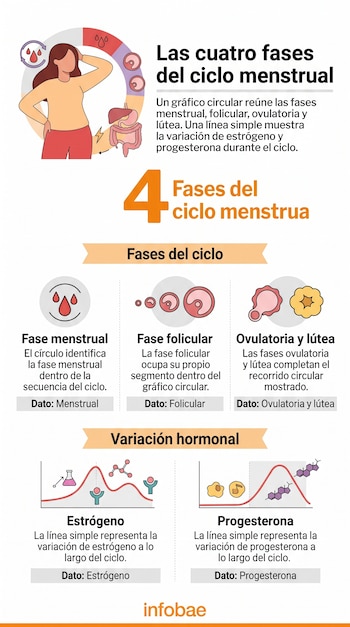 Infografía con ilustraciones y gráficos sobre las fases del ciclo menstrual y las curvas de variación de estrógeno y progesterona.